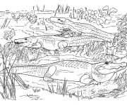 Coloriage et dessins gratuit Crocodiles dans la nature à imprimer