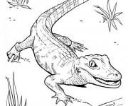 Coloriage et dessins gratuit Petit Crocodile marche à imprimer