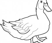 Coloriage et dessins gratuit Canard dessin des animaux à imprimer