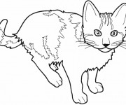 Coloriage et dessins gratuit Dessin d'un Chat à imprimer