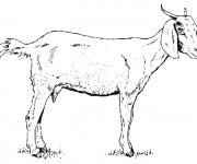Coloriage et dessins gratuit Chèvre au crayon à imprimer