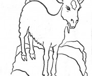 Coloriage et dessins gratuit Chèvre sur un rocher à imprimer