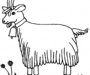Coloriage et dessins gratuit La Chèvre Poitevine à imprimer