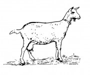 Coloriage et dessins gratuit Une Chèvre en maternelle à imprimer