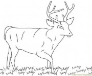 Coloriage et dessins gratuit Chevreuil mâle à imprimer