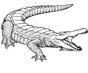 Coloriage et dessins gratuit Crocodile 11 à imprimer