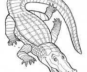 Coloriage et dessins gratuit Crocodile couleur à imprimer