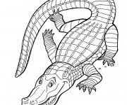Coloriage et dessins gratuit Crocodile en ligne à imprimer