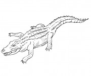 Coloriage et dessins gratuit Crocodile maternelle à imprimer