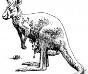 Coloriage et dessins gratuit Kangourou au crayon noir à imprimer