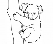 Coloriage et dessins gratuit Koala couleur à imprimer