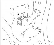 Coloriage et dessins gratuit Koala en mangeant sur l'arbre à imprimer