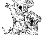 Coloriage et dessins gratuit Koala et son petit au crayon à imprimer