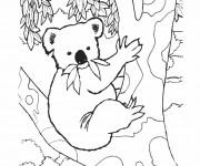 Coloriage et dessins gratuit Koala sur une arbre à imprimer