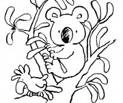 Coloriage et dessins gratuit Petit Koala sur les branches d'arbre à imprimer