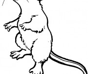 Coloriage Rat debout