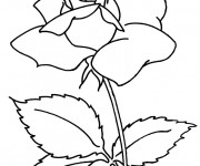 Coloriage et dessins gratuit Fleur de Camellia à imprimer