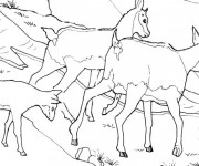 Coloriage et dessins gratuit Chèvres des montagnes à imprimer