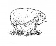 Coloriage et dessins gratuit Jeune agneau soigné par sa mère à imprimer