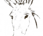 Coloriage et dessins gratuit tête d'âne à imprimer