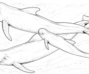 Coloriage et dessins gratuit Beluga en famille à imprimer