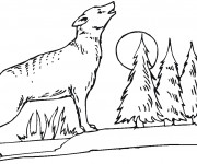 Coloriage et dessins gratuit Coyote dans la forêt à imprimer