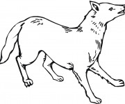 Coloriage et dessins gratuit Coyote en couleur à imprimer