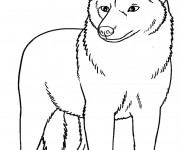 Coloriage et dessins gratuit Coyote maternelle à imprimer