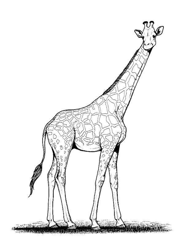 Coloriage Girafe au crayon dessin gratuit à imprimer