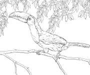 Coloriage Toucan à carène en noir et blanc