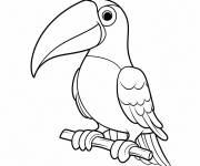 Coloriage Toucan avec le regard confiant