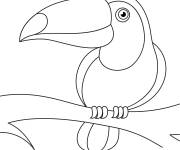 Coloriage Toucan dessin en noir et blanc