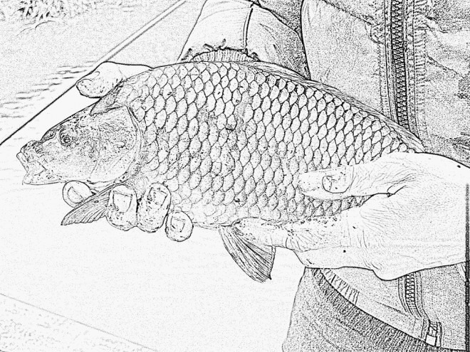 image de poisson en couleur